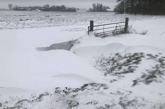 Sneeuw 8 februari